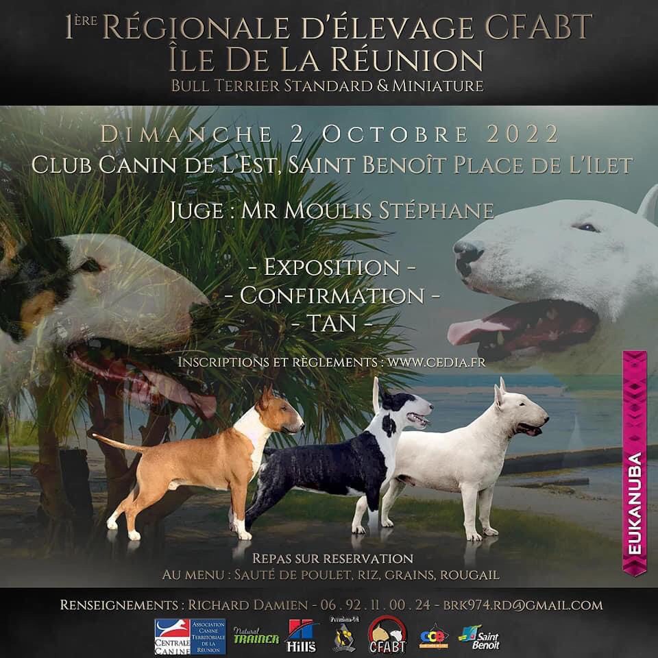 1ère Régionale d'élevage Bull Terrier