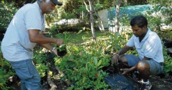 Vente de plantes de la pépinière sociale à petit prix