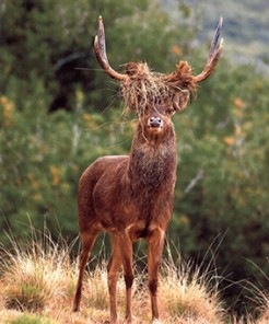 Exposition "Le cerf de Java à Saint-Benoit"