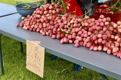 Succès populaire pour la fête des letchis !