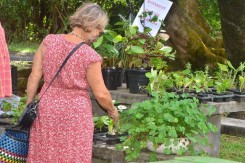 Saint-Benoît lance sa 1ère "Foire aux fleurs et saveurs de miel" 